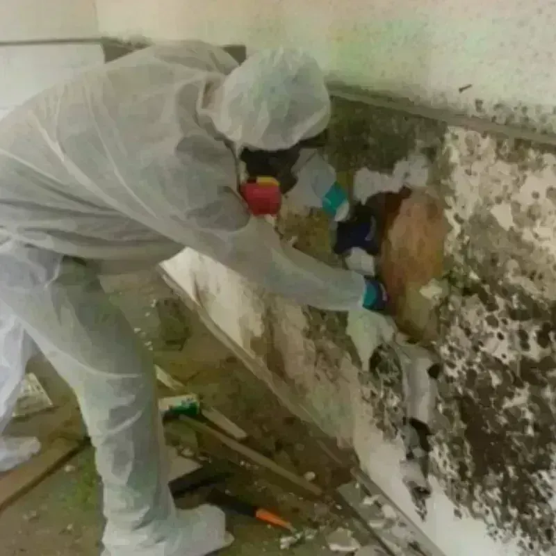 Mold Remediation and Removal in Bath, ME